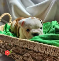 Dottie, a female English Bulldog for sale in Maurice, IA – Photo 2 of 5