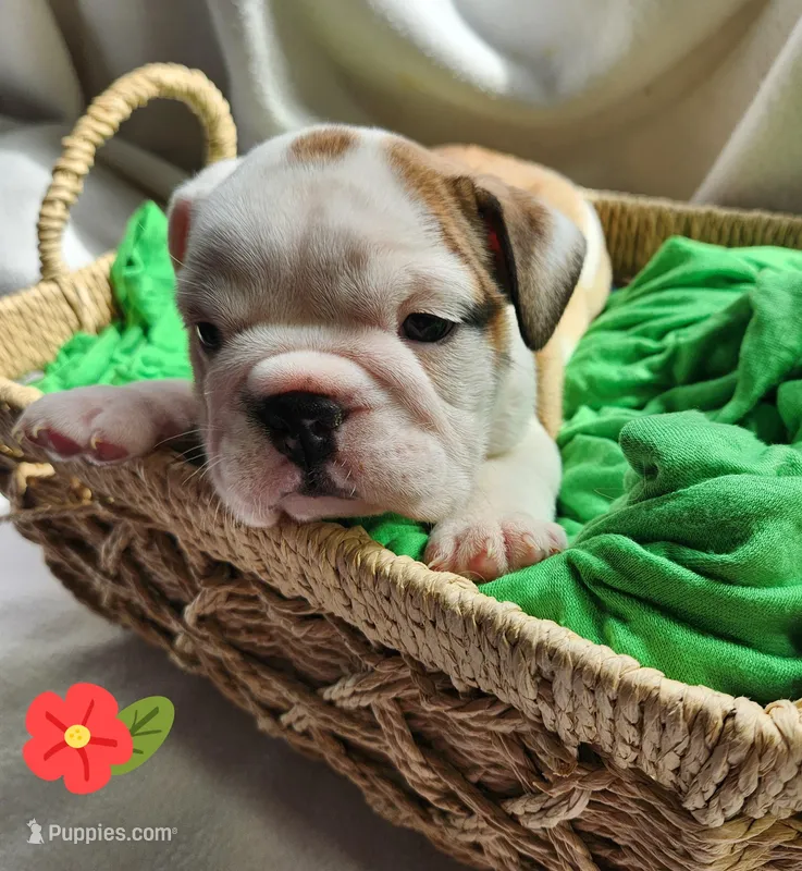 Dottie – English Bulldog puppy for sale in Maurice, IA