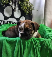 Alfalfa , a male English Bulldog for sale in Maurice, IA – 3 of 7