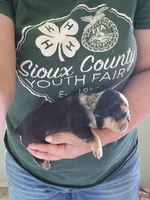 Eve, a female English Bulldog for sale in Maurice, IA – 2 of 4