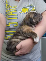 Darla, a female English Bulldog for sale in Maurice, IA – 4 of 4