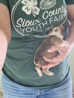 Delilah, a female English Bulldog for sale in Maurice, IA – 2 of 4