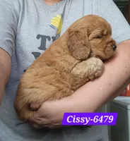 Cissy, a female Golden Cocker Retriever for sale in Maurice, IA – 3 of 5