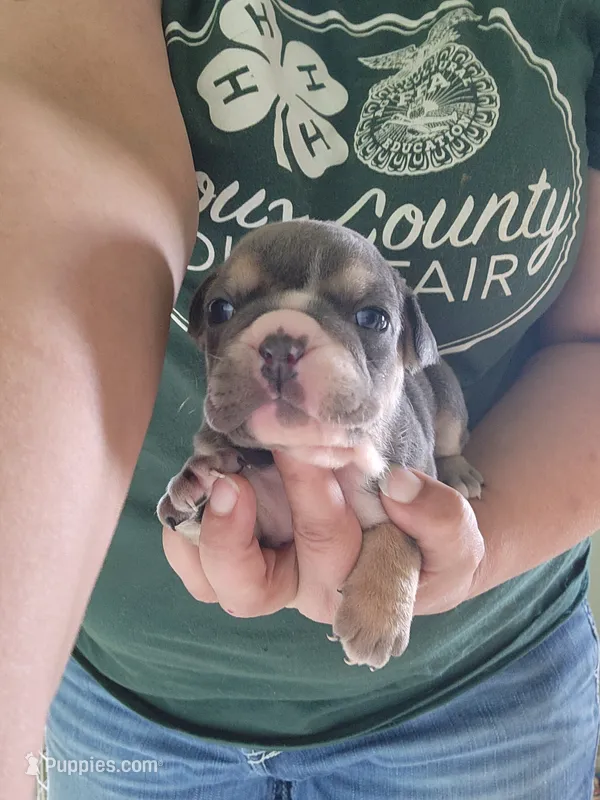 Naomi – English Bulldog puppy for sale in Maurice, IA