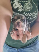 Naomi, a female English Bulldog for sale in Maurice, IA – 1 of 3
