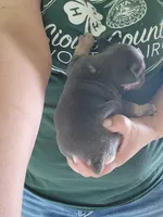 Naomi, a female English Bulldog for sale in Maurice, IA – 3 of 3