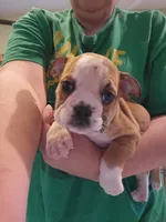Delilah , a female English Bulldog for sale in Maurice, IA – 1 of 4