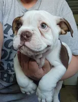 Kosher, a male English Bulldog for sale in Maurice, IA – 2 of 6