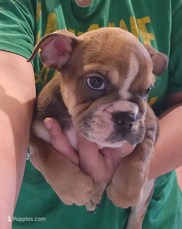 Ruth – English Bulldog puppy for sale in Maurice, IA