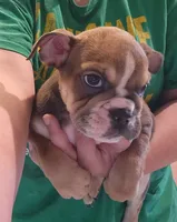 Ruth, a female English Bulldog for sale in Maurice, IA – 1 of 5