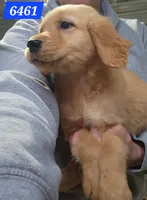 Buckley , a male Golden Retriever for sale in Maurice, IA – 3 of 4