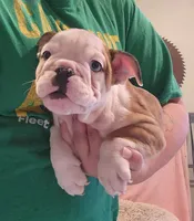 Adam, a male English Bulldog for sale in Maurice, IA – 2 of 8