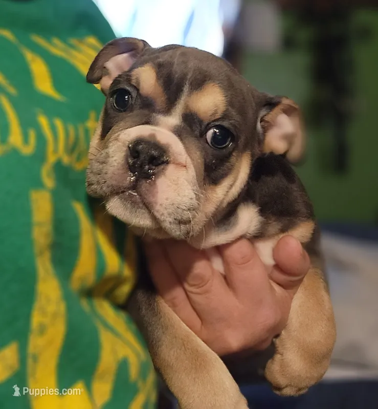 Naomi – English Bulldog puppy for sale in Maurice, IA