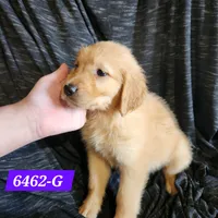 Happy, a female Golden Retriever for sale in Maurice, IA – 3 of 3