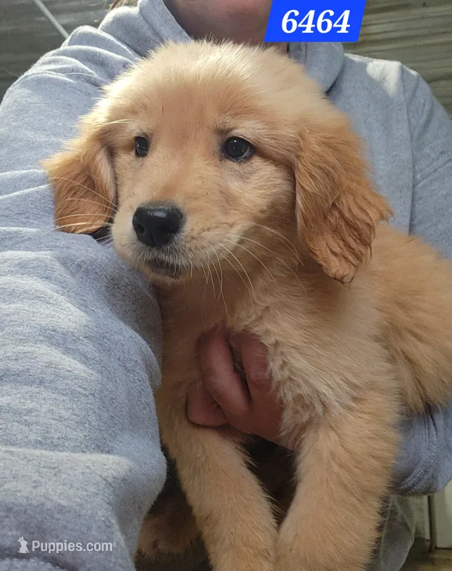 Brooks – Golden Retriever puppy for sale in Maurice, IA