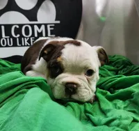 Kosher, a male English Bulldog for sale in Maurice, IA – 2 of 7