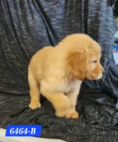 Brooks, a female Golden Retriever for sale in Maurice, IA – 2 of 3