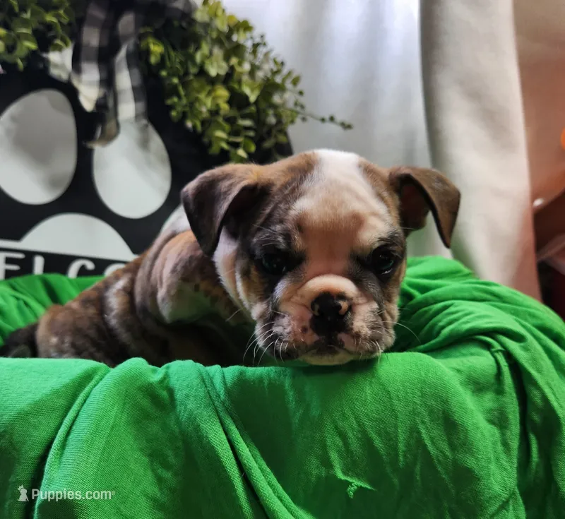 Spanky – English Bulldog puppy for sale in Maurice, IA