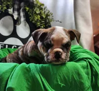 Spanky, a male English Bulldog for sale in Maurice, IA – 1 of 7