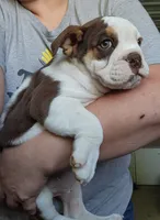 Kosher, a male English Bulldog for sale in Maurice, IA – 3 of 6