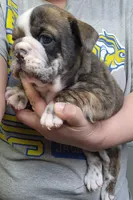 Darla, a female English Bulldog for sale in Maurice, IA – 3 of 4
