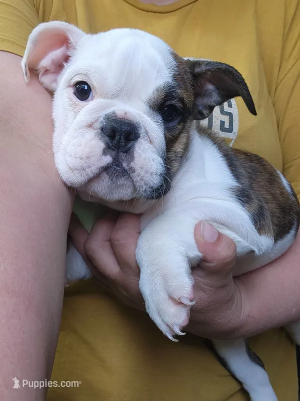 Mae – English Bulldog puppy for sale in Maurice, IA