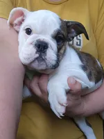 Mae, a female English Bulldog for sale in Maurice, IA – 1 of 7