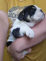 Dill, a male English Bulldog for sale in Maurice, IA – 7 of 7
