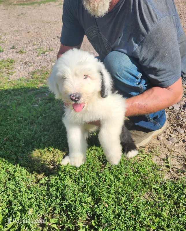 Sausage – Old English Sheepdog puppy for sale in Maurice, IA