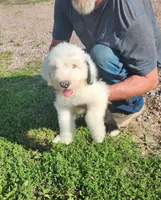 Sausage, a male Old English Sheepdog for sale in Maurice, IA – 1 of 9