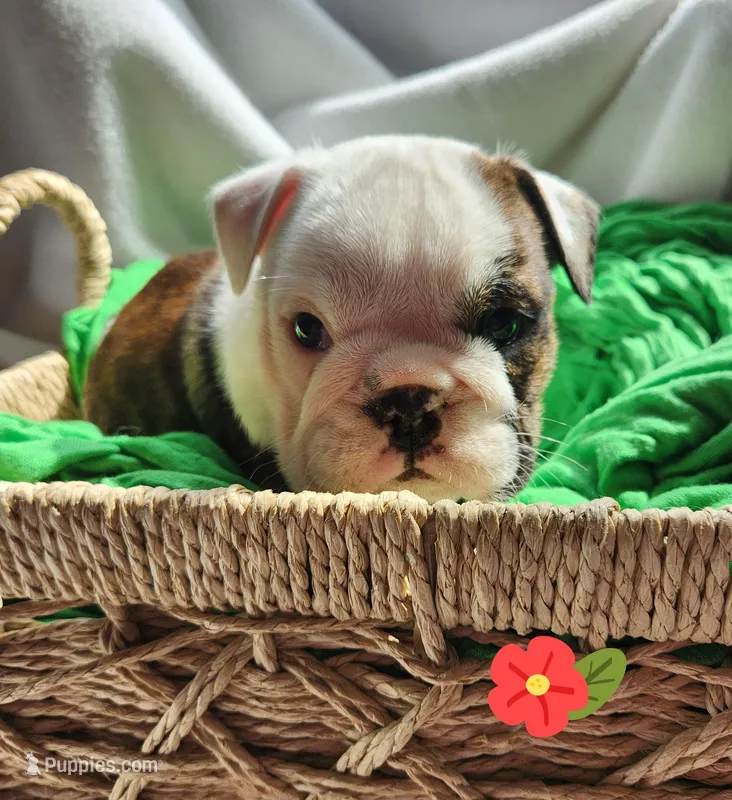 Mae – English Bulldog puppy on hold in Maurice, IA