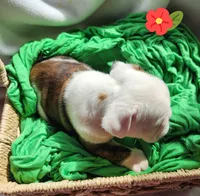 Mae, a female English Bulldog for sale in Maurice, IA – Photo 3 of 4