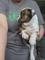 Mae, a female English Bulldog for sale in Maurice, IA – 5 of 7