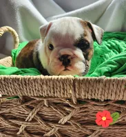 Mae, a female English Bulldog for sale in Maurice, IA – Photo 4 of 4