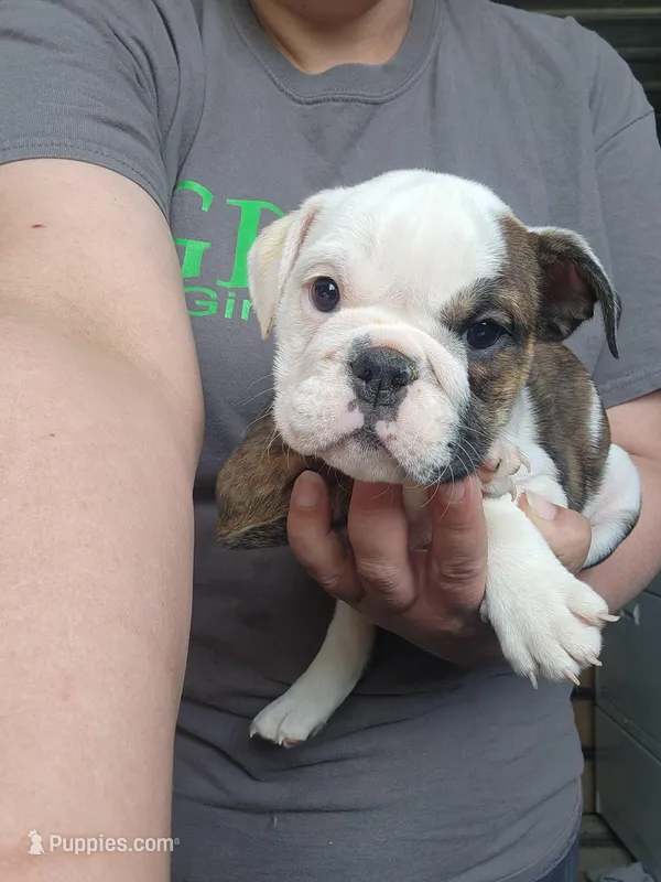 Mae – English Bulldog puppy for sale in Maurice, IA