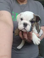Mae, a female English Bulldog for sale in Maurice, IA – 3 of 7