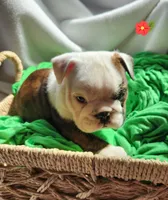 Mae, a female English Bulldog for sale in Maurice, IA – Photo 2 of 4