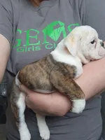 Mae, a female English Bulldog for sale in Maurice, IA – 4 of 7