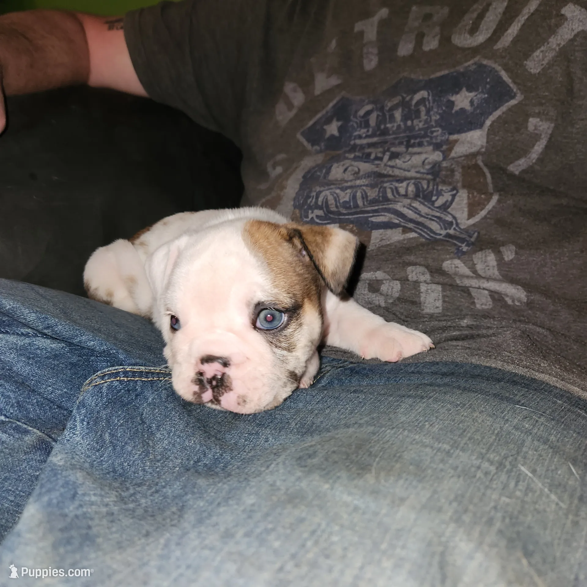 Buckwheat, a male English Bulldog for sale in Maurice, IA – 3 of 3