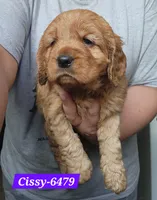 Cissy, a female Golden Cocker Retriever for sale in Maurice, IA – 2 of 5