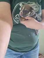 Ruth, a female English Bulldog for sale in Maurice, IA – 2 of 3