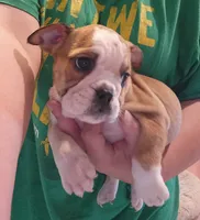 Delilah , a female English Bulldog for sale in Maurice, IA – 4 of 4