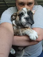 Alfalfa , a male English Bulldog for sale in Maurice, IA – 2 of 9