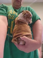Delilah , a female English Bulldog for sale in Maurice, IA – 3 of 4