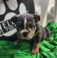 Petey, a male English Bulldog for sale in Maurice, IA – 3 of 5