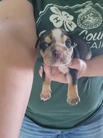 Eve, a female English Bulldog for sale in Maurice, IA – 3 of 4