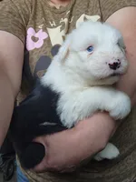 Gravy, a male Old English Sheepdog for sale in Maurice, IA – 2 of 3