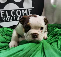 Kosher, a male English Bulldog for sale in Maurice, IA – 1 of 7
