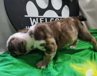 Spanky, a male English Bulldog for sale in Maurice, IA – 7 of 7