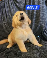 Brooks, a female Golden Retriever for sale in Maurice, IA – 3 of 3